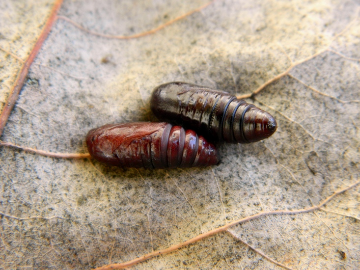 Trachea atriplicis - ciclo vitale